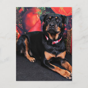 Navidad - Rottweiler - Nalani