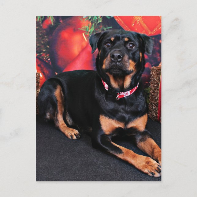 Navidad - Rottweiler - Nalani (Anverso)