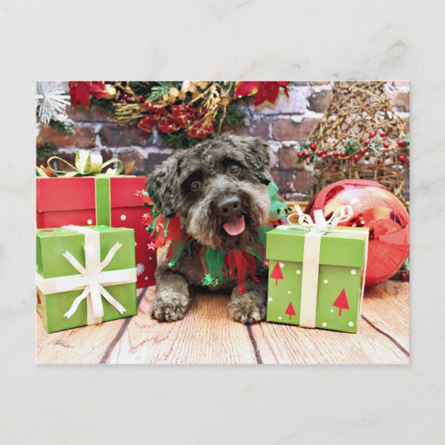 Navidad - Schnoodle - Dexter (Anverso)
