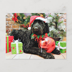 Navidad - Schnoodle - Zeus
