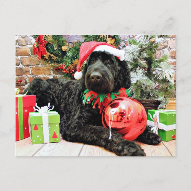 Navidad - Schnoodle - Zeus (Anverso)
