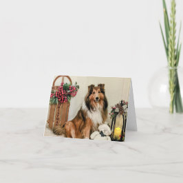 Navidad sheltie