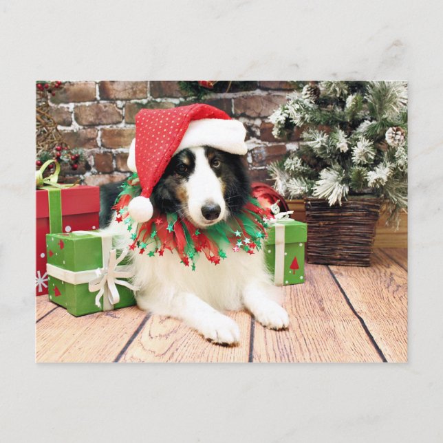 Navidad - Sheltie - bandido (Anverso)