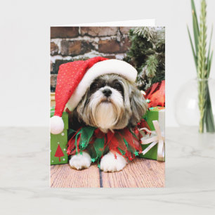 Navidad - Shih Tzu - Vince