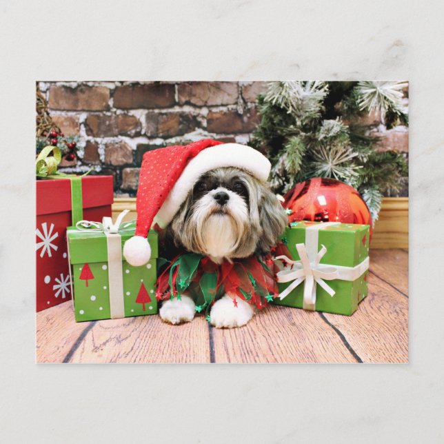Navidad - Shih Tzu - Vince (Anverso)