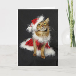 Navidad somalí del gato del pequeño ayudante de