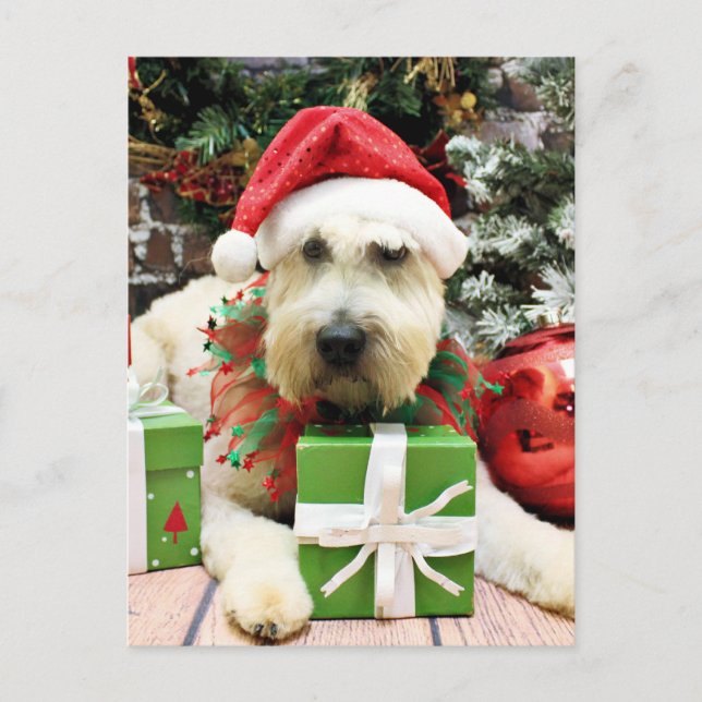 Navidad - Terrier de trigo - Bailey (Anverso)