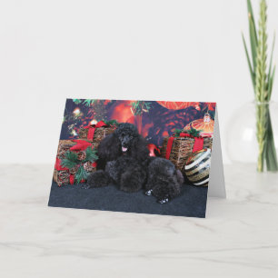 Navidad - Toby - caniche