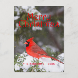 Navidad - varón cardinal septentrional en árbol