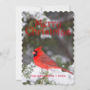 Navidad - varón cardinal septentrional en árbol
