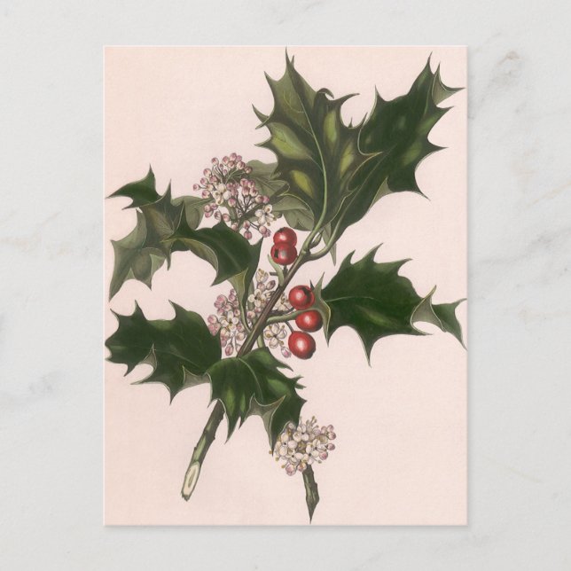 Navidad Vintage, Planta de Acebo con Bayas Rojas (Anverso)