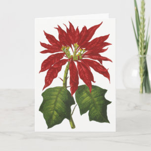Navidad Vintage, Planta Invernal de Poinsettia Roj
