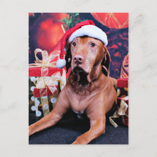Navidad - Vizsla - Budda