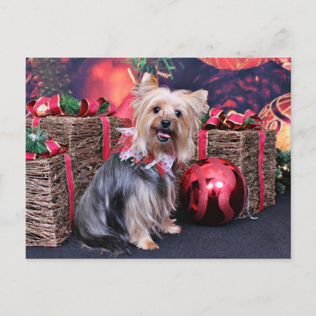 Navidad - Yorkie - Abby (Anverso)