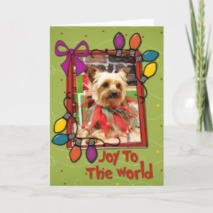 Navidad - Yorkie - Kinsey