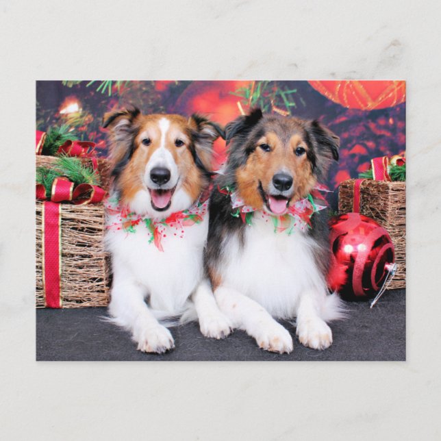 Navidad - Zena y embalador - Shelties (Anverso)