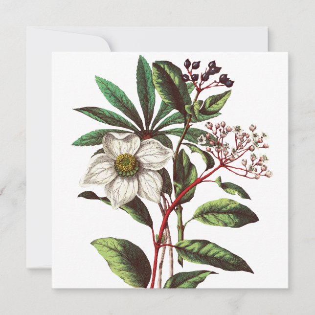 Navidades botánicos de época Rosa Flor Bouquet (Anverso)