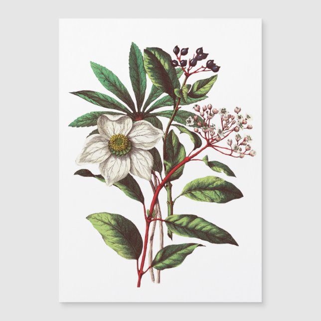 Navidades botánicos de época Rosa Flor Bouquet (Anverso)