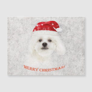 Navidades cachorro maltés congelado