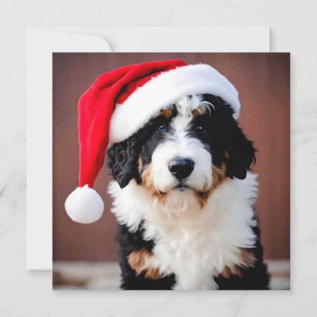 Navidades de Bernedoodle (Anverso)