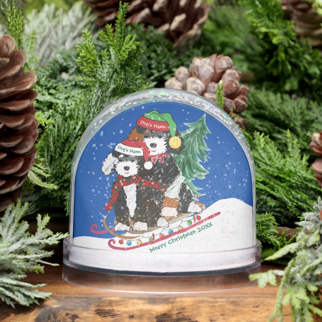Navidades de Bernedoodles llevan árbol de casa (Invierno)