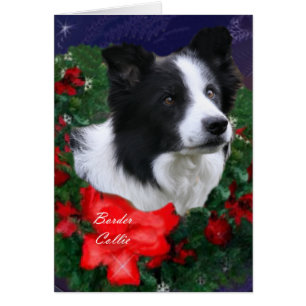 Navidades de Border Collie