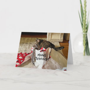 Navidades de felinos, disfrutando de las tarjetas