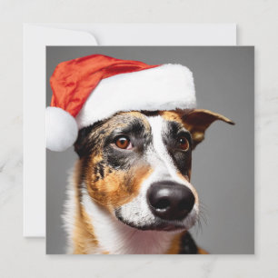 Navidades de ganado vacuno de Australia