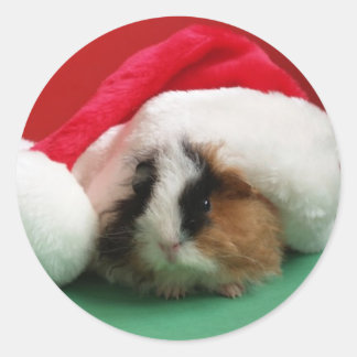 Navidades de Guay Pegatinas de cerdo de Guinea