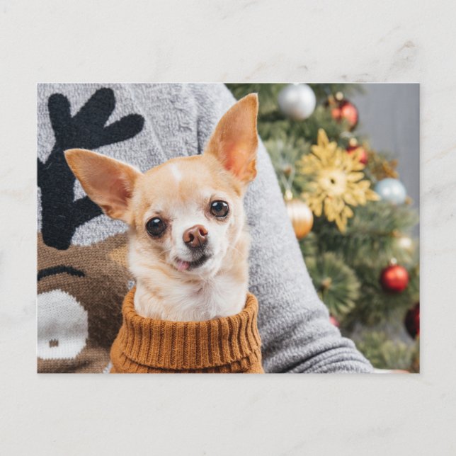 Navidades de perros chihuahua con tarjeta postal d (Anverso)
