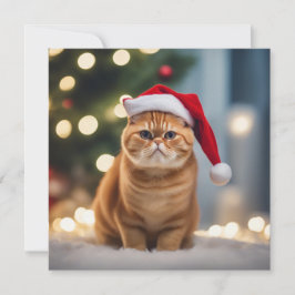 Navidades de Shorthair exóticos
