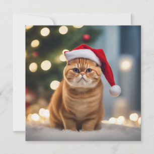 Navidades de Shorthair exóticos