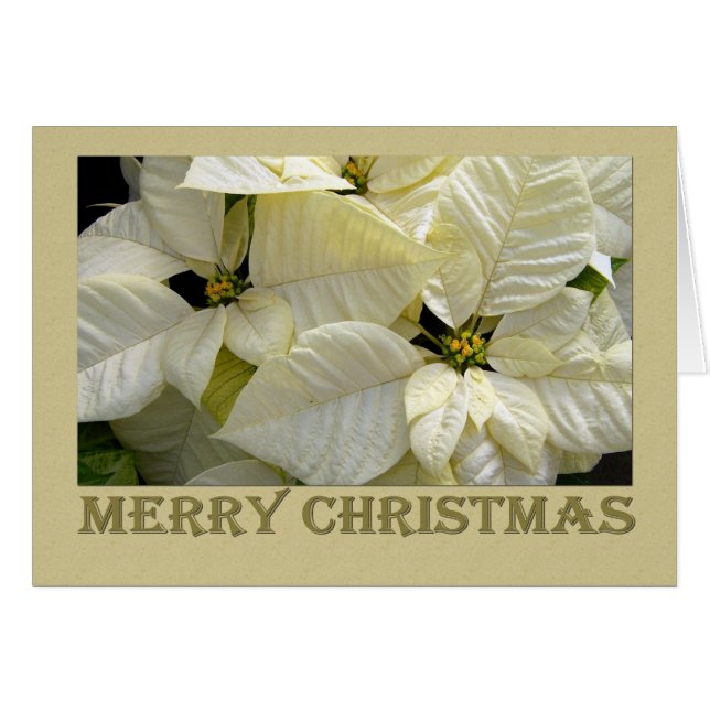 Navidades de White Poinsettia (Anverso (Horizontal))