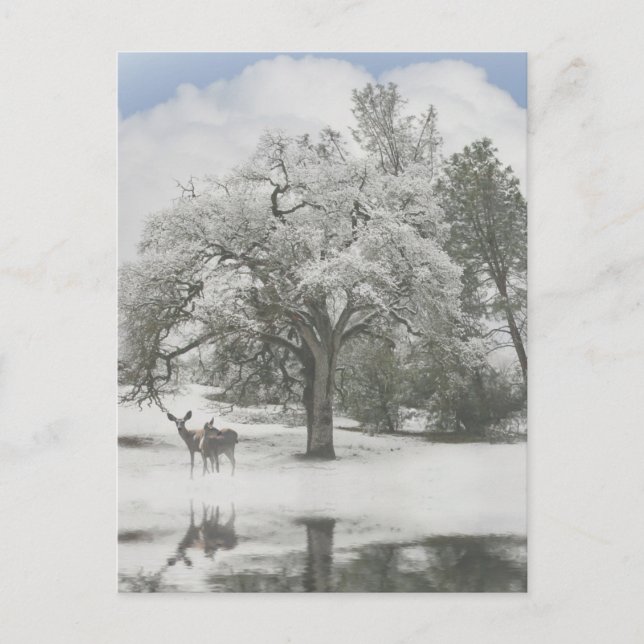 Navidades festejan tarjetas postales con ciervo en (Anverso)