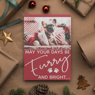 Navidades fotográficos de perros peludos y brillan