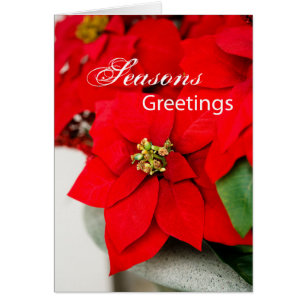 Navidades Poinsettias, Apreciación comercial