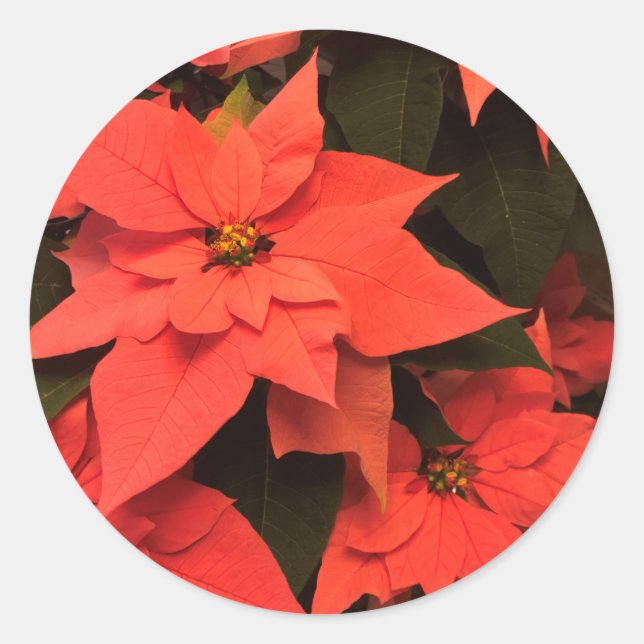 Navidades rojos Sellos para sobres de Poinsettia P (Anverso)