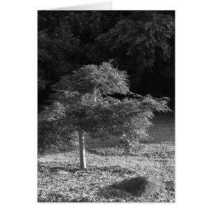 NC / Noir, tarjeta