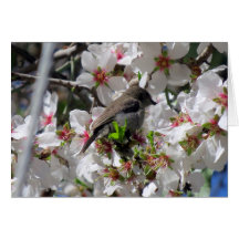 Néctar de sorbo de ave dorada