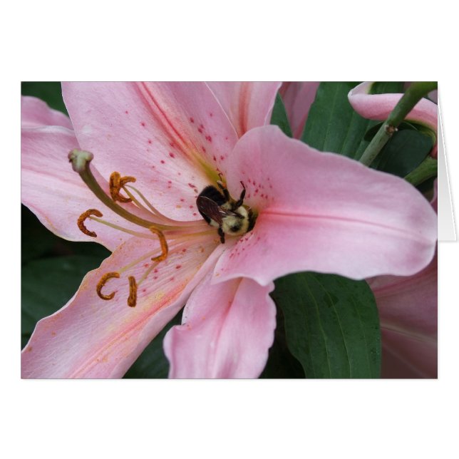 Néctar del Oriente (Anverso (Horizontal))