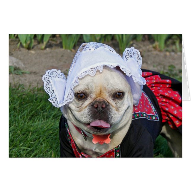 Neerlandés Pooch (Anverso (Horizontal))