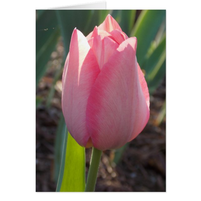 Neerlandés rosa (Frente)