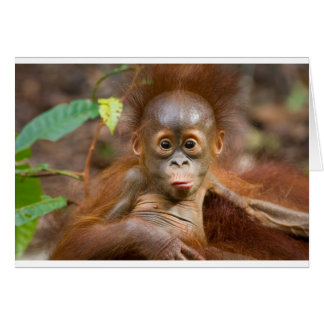 Negocio de los monos 3