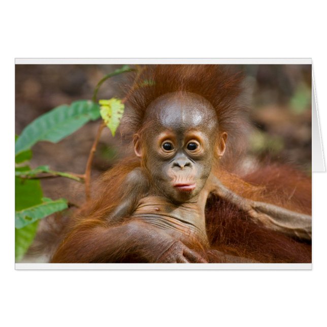 Negocio de los monos 3 (Anverso (Horizontal))