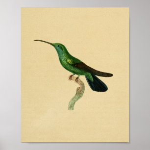Negro 1830 del verde de la impresión del colibrí