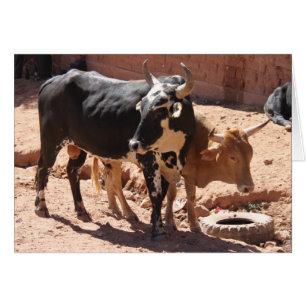 Negro, blanco, marrón, toros con cuernos - de pie