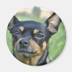 Negro e imán de la chihuahua de Brown