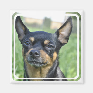 Negro e imán de la chihuahua de Brown