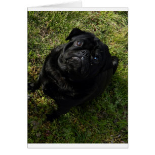 negro pug lleno