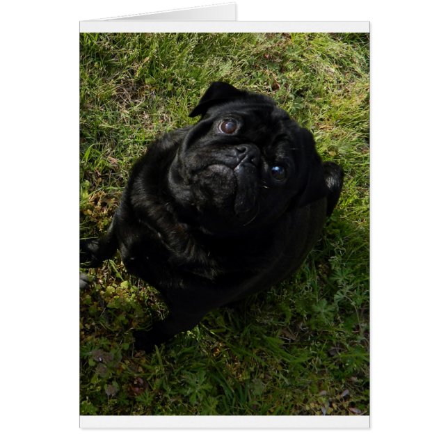 negro pug lleno (Frente)
